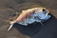 Caranx caninus