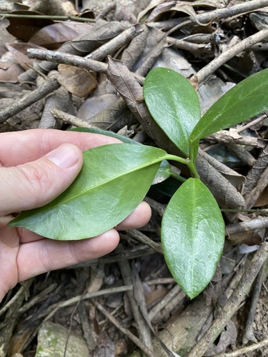 Hoya tsiangiana P.T.Li 2