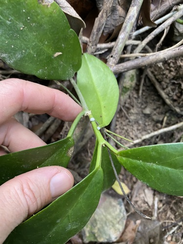 Hoya tsiangiana P.T.Li 3