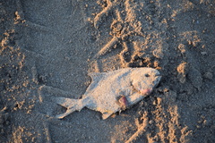 Trachinotus