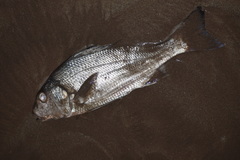 Haemulopsis leuciscus