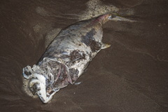 Caranx caninus
