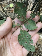 Alectryon tomentosus