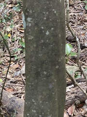 Alectryon tomentosus