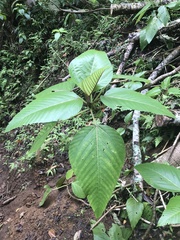 Touchardia latifolia