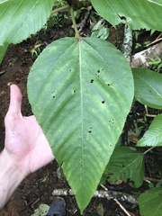 Touchardia latifolia