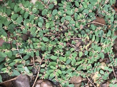 Euphorbia humistrata