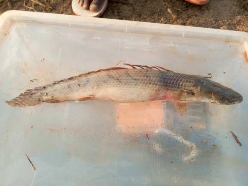 Congo bichir (Polypterus congicus) — Polypteridae