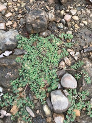 Euphorbia humistrata