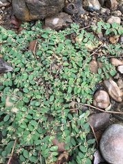 Euphorbia humistrata