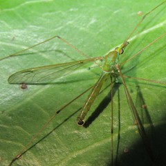 Leptotarsus holochlorus