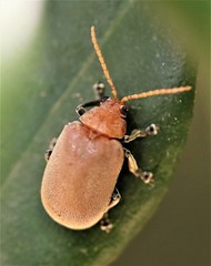 Menippus cynicus
