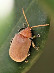 Menippus cynicus