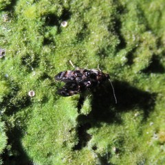 Corocosma memorabilis