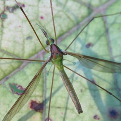 Leptotarsus albistigma