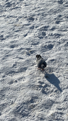 Columba livia