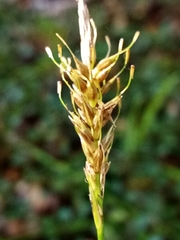 Carex edura