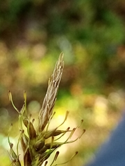 Carex edura