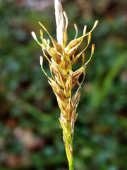 Carex edura