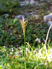 Carex edura