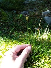 Carex edura
