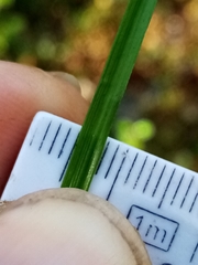 Carex edura