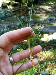 Carex edura