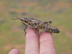 Monistria pustulifera