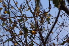 Cenostigma eriostachys