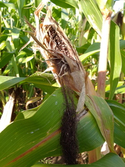 Zea mays mays