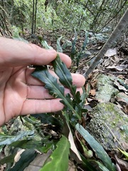 Asplenium attenuatum