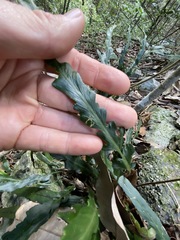 Asplenium attenuatum