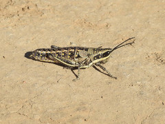 Monistria pustulifera
