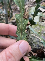 Asplenium attenuatum