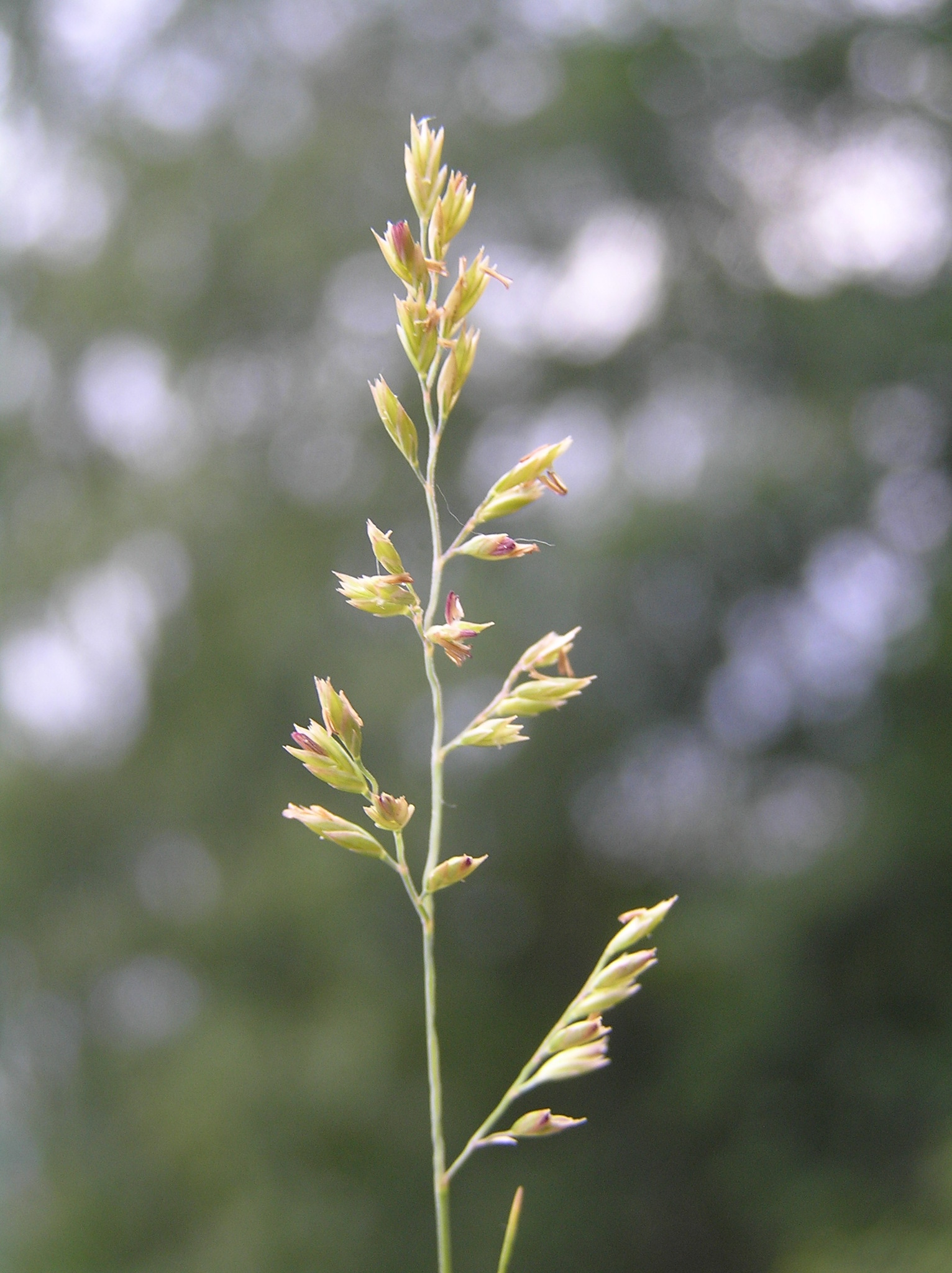 Festuca filiformis