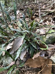 Asplenium attenuatum