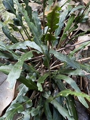 Asplenium attenuatum