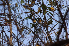 Cenostigma eriostachys