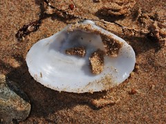 Mactrotoma antecedens