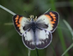 Colotis antevippe gavisa