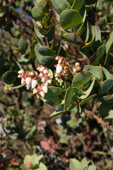 Arctostaphylos gabilanensis