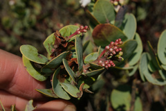 Arctostaphylos gabilanensis