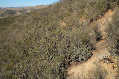 Arctostaphylos gabilanensis