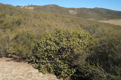 Arctostaphylos gabilanensis