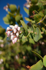 Arctostaphylos gabilanensis