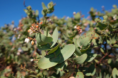 Arctostaphylos gabilanensis