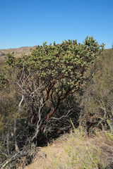 Arctostaphylos gabilanensis
