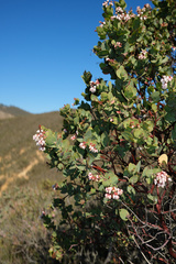 Arctostaphylos gabilanensis