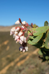 Arctostaphylos gabilanensis