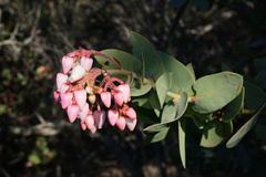 Arctostaphylos gabilanensis